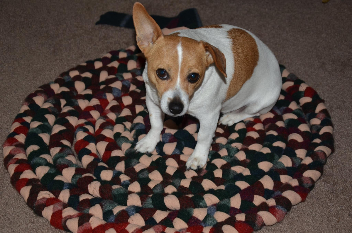 Clover on my rug in progress, 2014