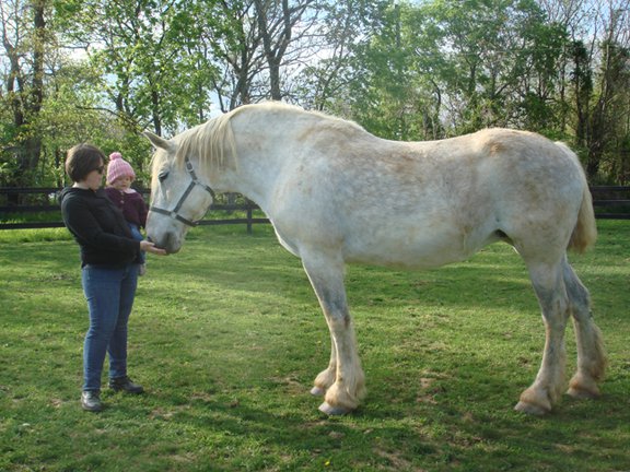 Emily, Rowan and Isabelle the Percheron mare