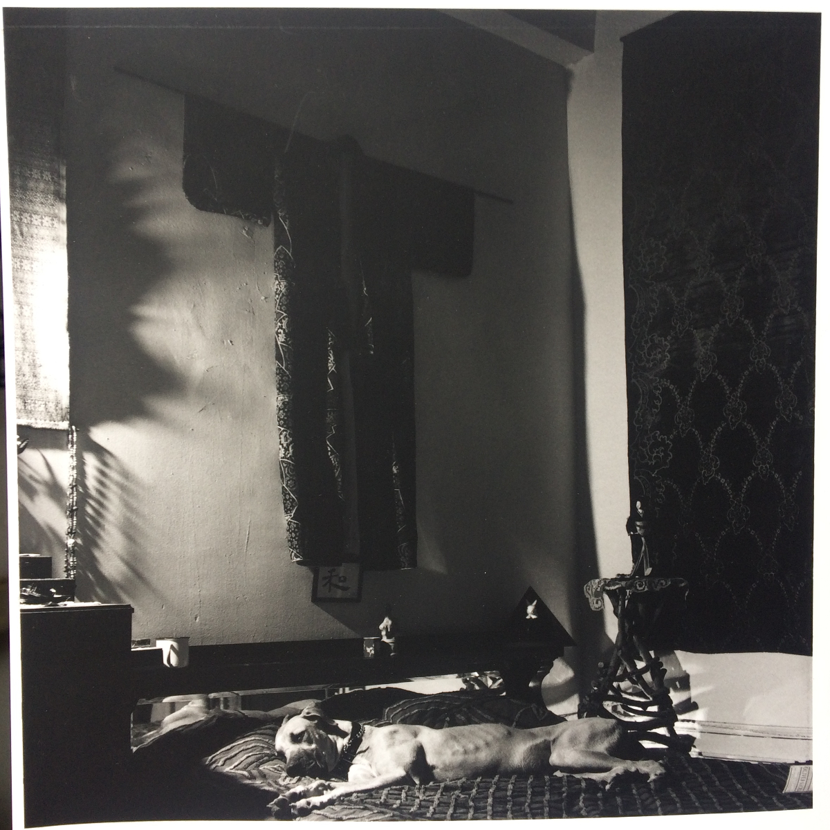 Gilda the Great Dane