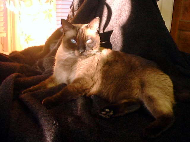 Viktor on my coat in the evening light