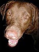 Jasper the Chesapeake Bay Retriever rescue