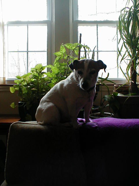 Olga on the couch, Nunnery Lane