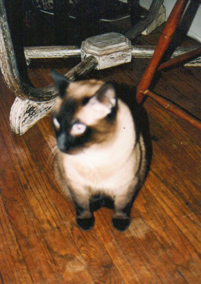 Viktor seated near the kitchen table